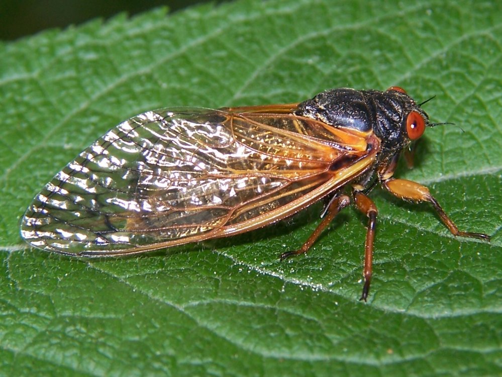 Magicicada species 17 year periodic cicada at Lisle, Illinois. Photo: Bruce Marlin, Wikimedia Commons